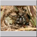 Astata boops - Wanzengrabwespe 21a beim Nesteintrag.jpg